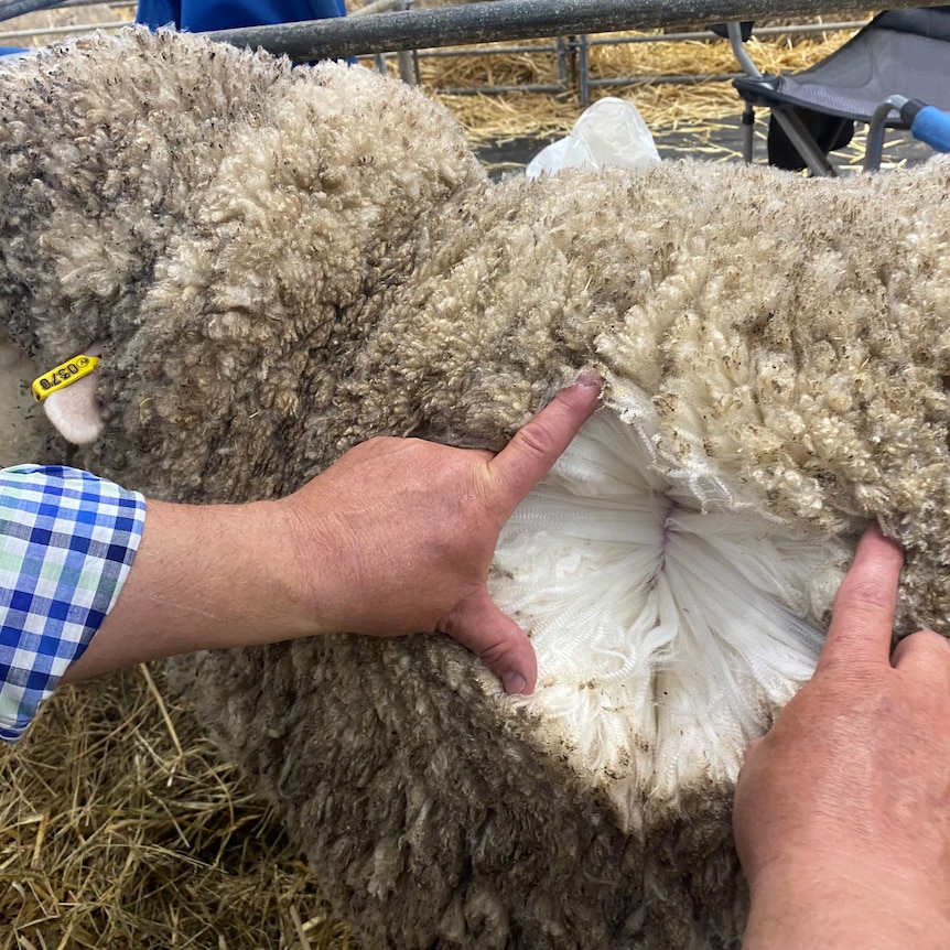 A mans hands splitting open the wool on a Merino ewe to show the quality of the wool