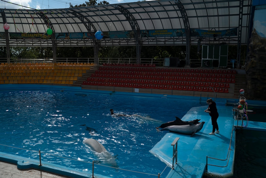 L'allenatore Viktoriia Litnevska posa accanto ai delfini Zeus e Beauty durante una sessione di addestramento al Delfinario Nemo a Kharkiv, in Ucraina, mercoledì 21 settembre 2022.