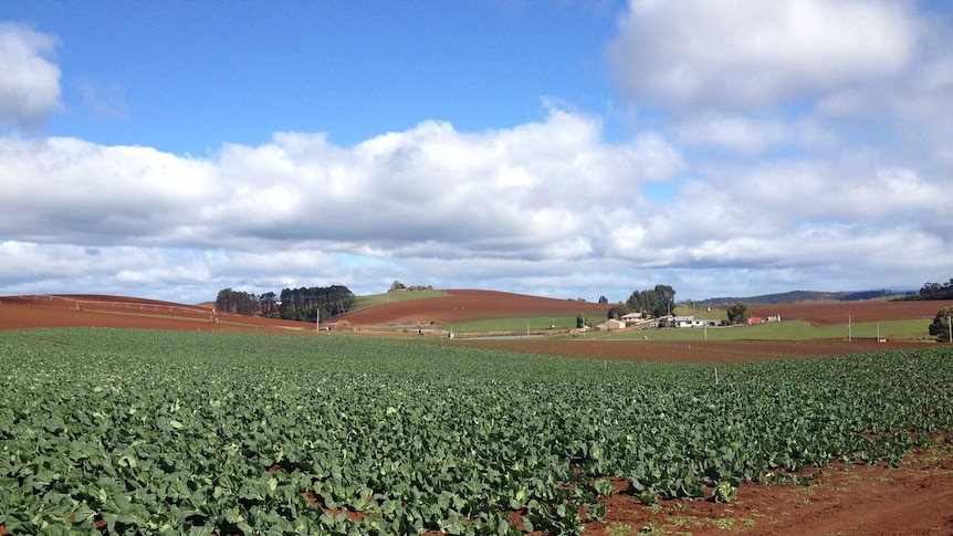 Electrolysed water used on vegetable crop