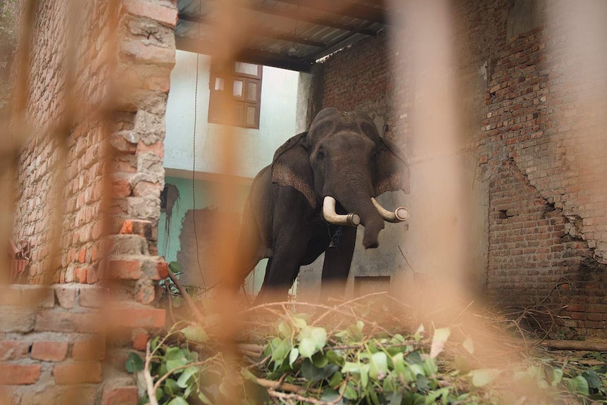 An elephant behind bars in its caged home.