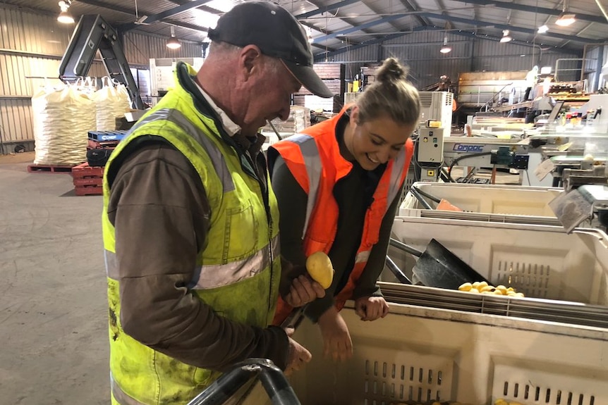 Gerard and Ruby Daly lean over a crate of potatoes to inspect them.