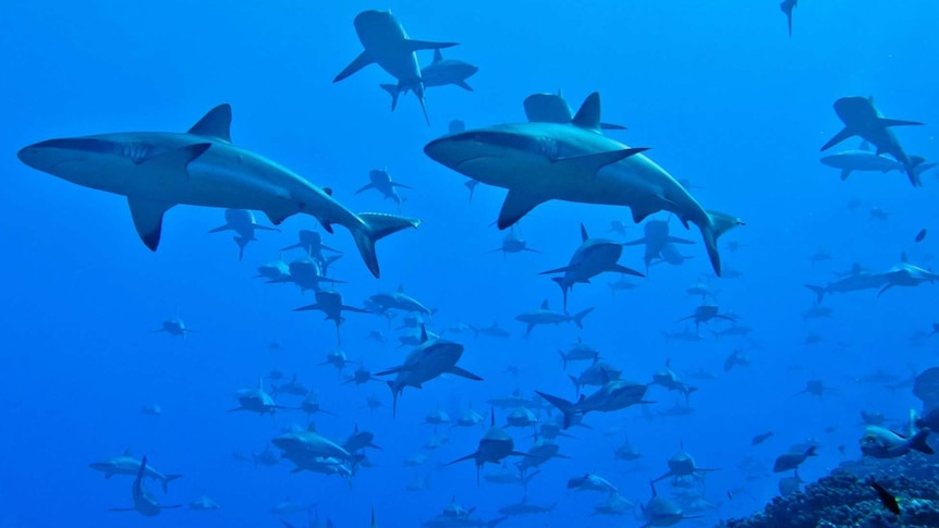 A group of grey reef sharks