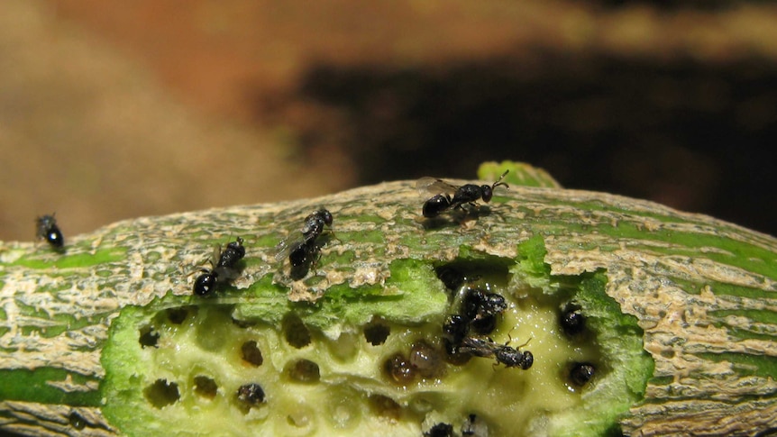 Small black wasps on a green branch