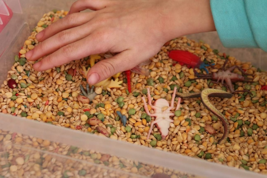 Hand on colourful beans in a tray.