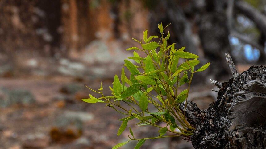 A small green plant sprouts out of a burnt tree branch