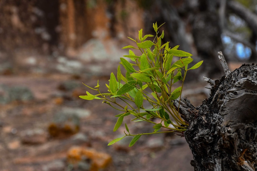 A small green plant sprouts out of a burnt tree branch