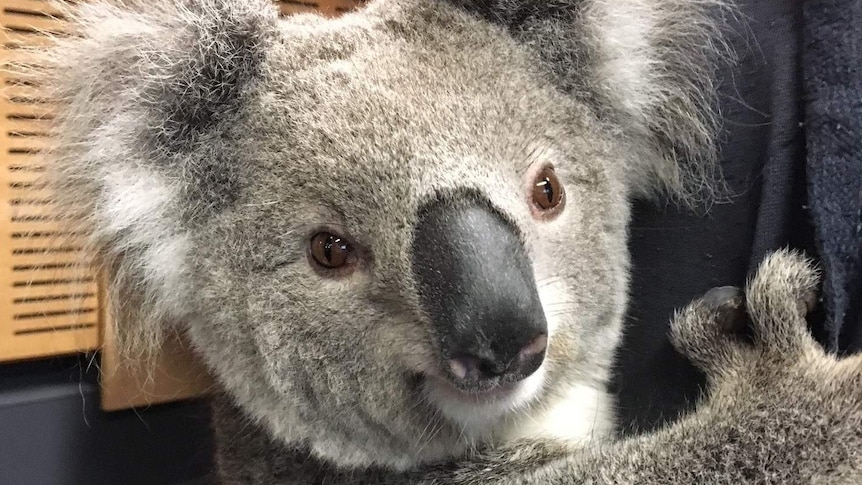 Euky the Koala from Hunter Valley Zoo