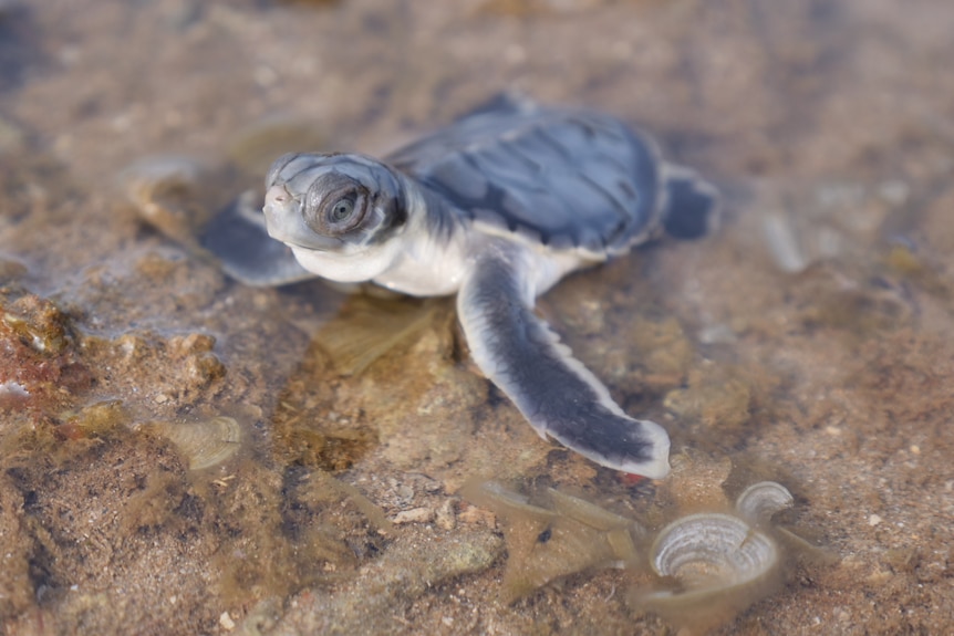 A flatback turtle hatchling with its head up in very shallow water.