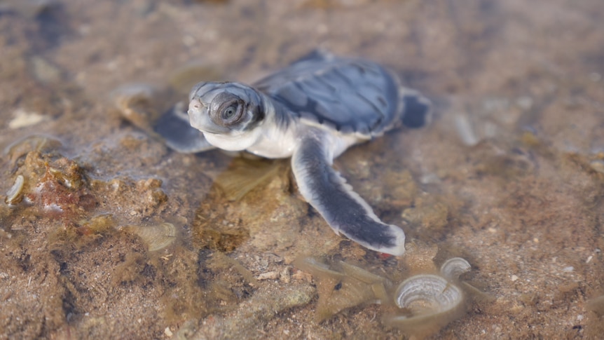 A flatback turtle hatchling with its head up in very shallow water