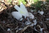 Dead birds near Dubbo