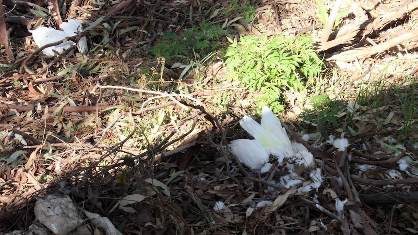 Dead birds near Dubbo