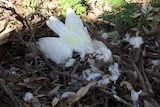 Dead birds near Dubbo