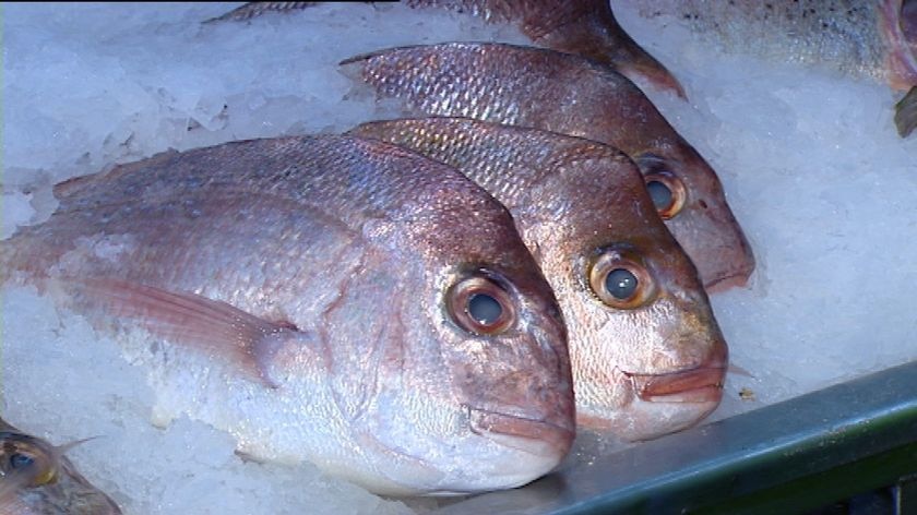 TV still of close-up three snapper fish on display in fish shop in Brisbane in Queensland.
