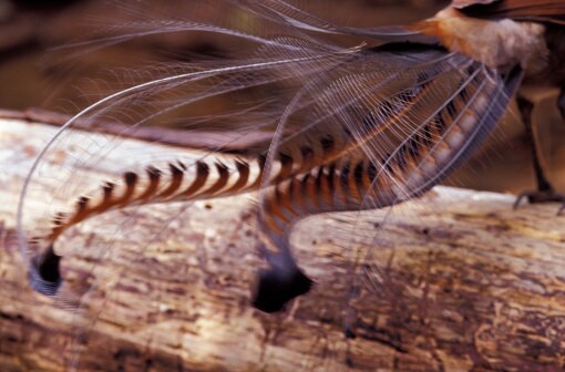 The song of the lyrebird - ABC listen