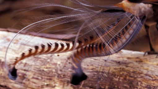 Tail feather display of a male lyrebird  by Jason Edwards