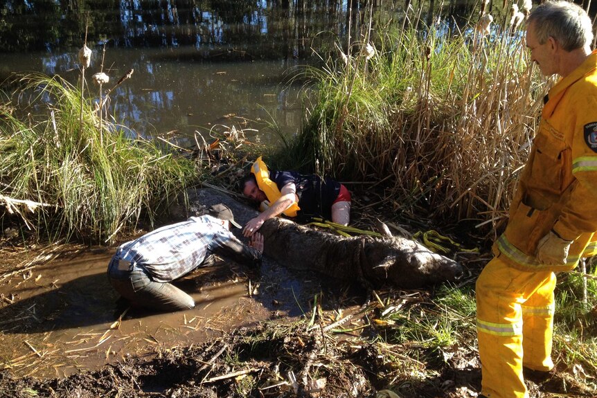 The Tasmanian Fire Service was involved in a successful attempt to rescue a horse from a dam near Penguin in June.