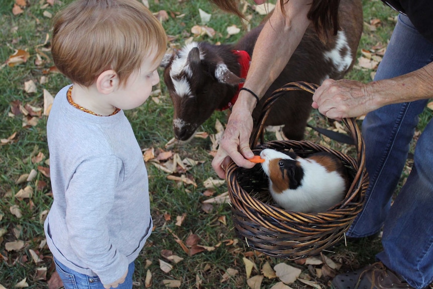A little boy feeds a guinea pig in a basket for a story about what to do when the family pet dies.
