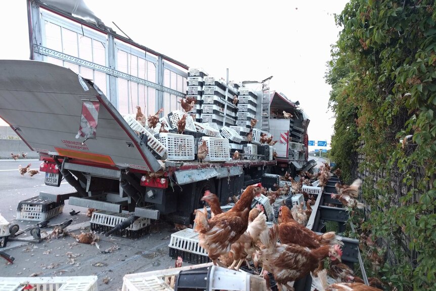 The open back of transport truck surrounded by crates and chickens sprawled across road.