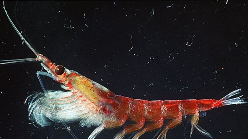 Krill