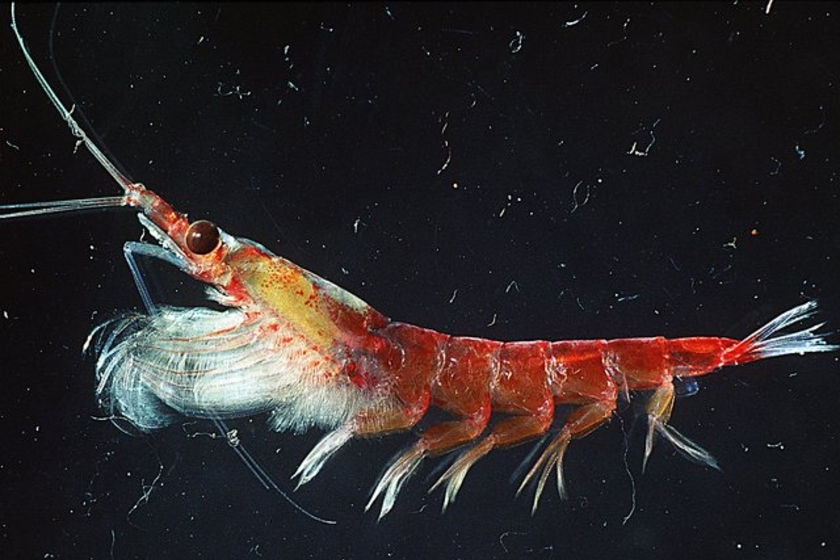 The feeding patterns of krill predators like whales, seals and penguins in Antarctic are a mystery to researchers.