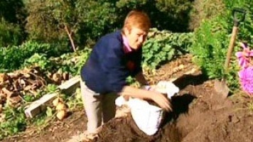 Planting Asparagus