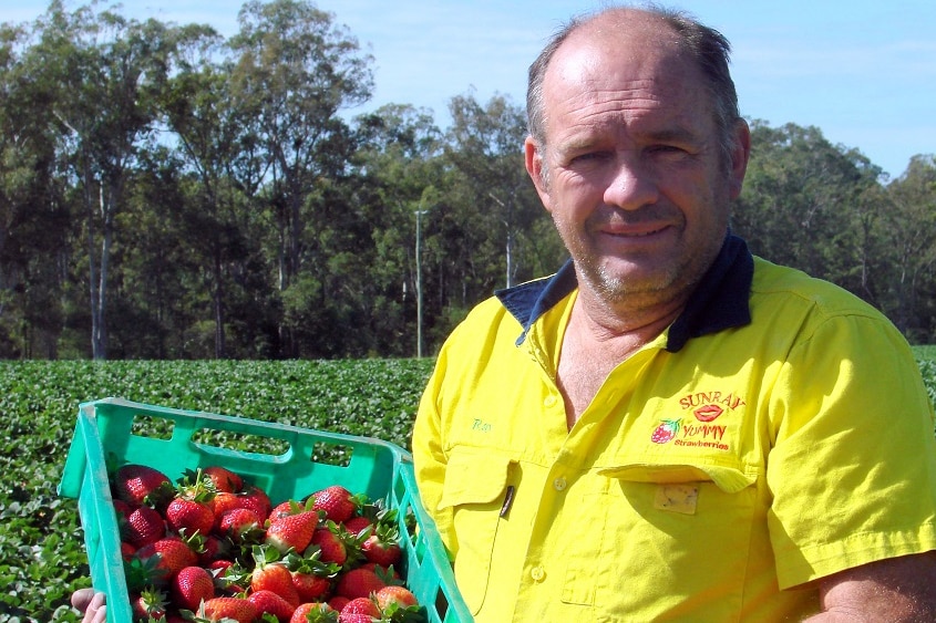 Ray Daniels with some freshly picked strawberries on his Caboolture farm.