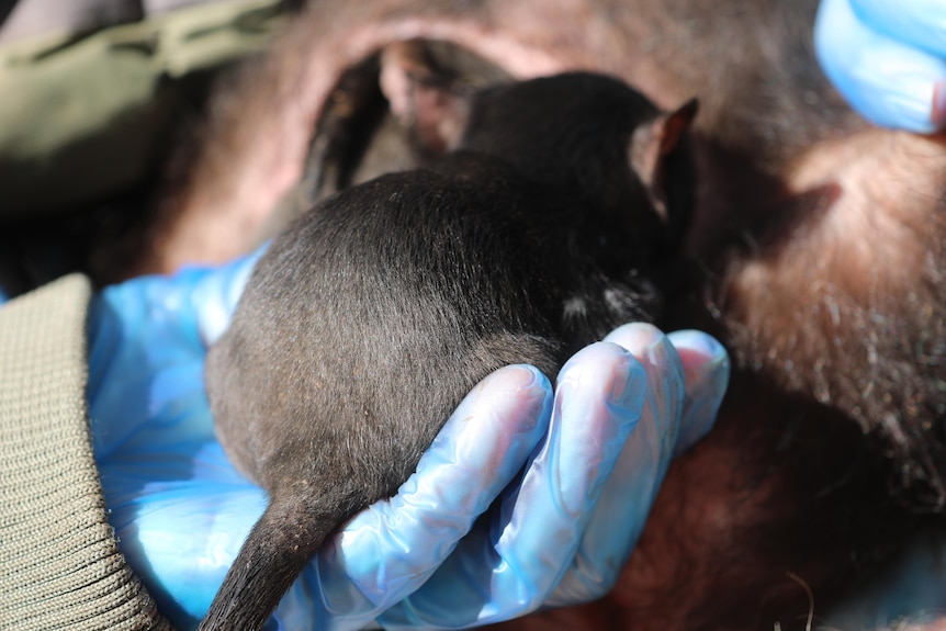 500th Tasmanian Devil born at Aussie Ark wildlife sanctuary