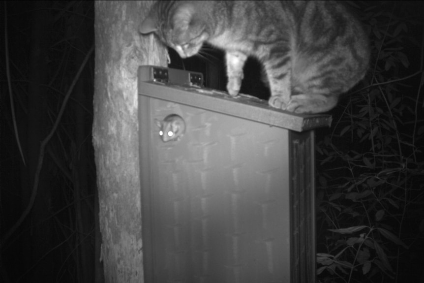 A cat sits on a nest box with a Leadbetter's possum poking its head out