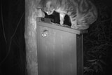 A cat sits on a nest box with a Leadbetter's possum poking its head out