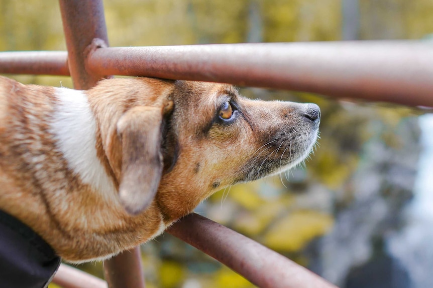 A dog sticks its head through gaps in a metal fence.