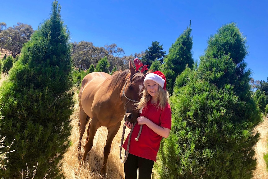 A young girl wearing a Santa hat leads a horse through Christmas trees in a field.