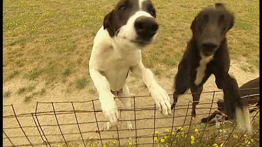 Animal welfare groups call for dog export ban