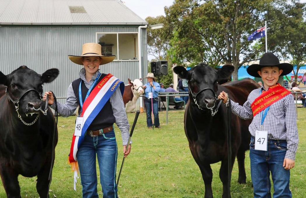 Yong handlers with cattle and ribbons.