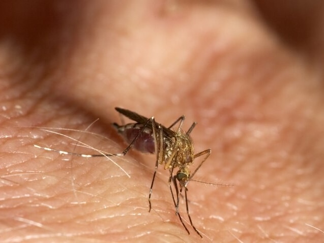 Mosquito biting man's hand