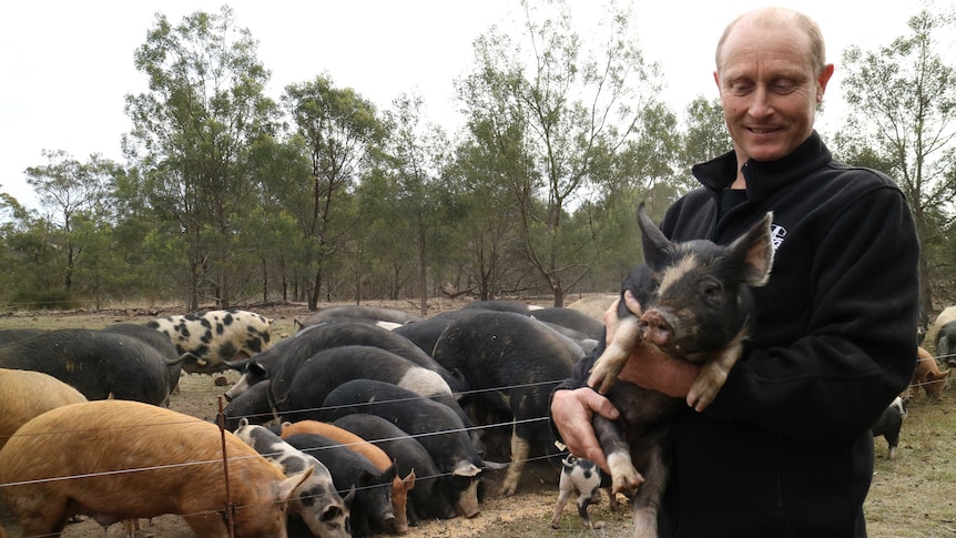 a farmer holds a piglet in front of a row of sows eating