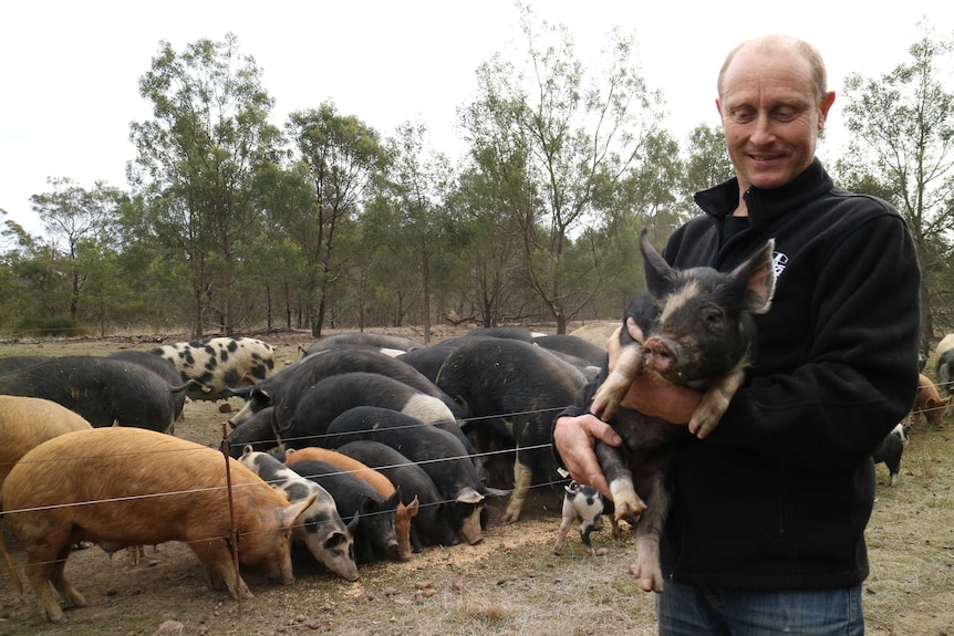 a farmer holds a piglet in front of a row of sows eating