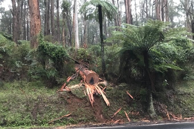 A fallen tree that has been cut with a chainsaw by a road.