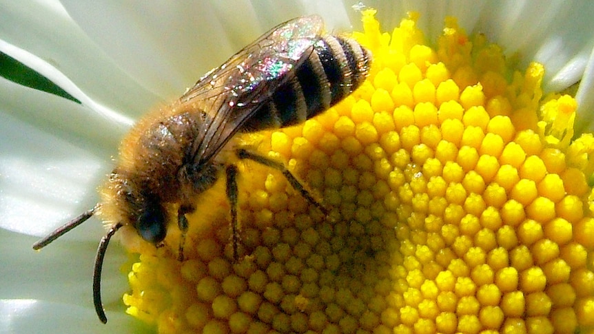 A Hunter Valley bee breeder is concerned about the impacts of insecticides on bee populations.