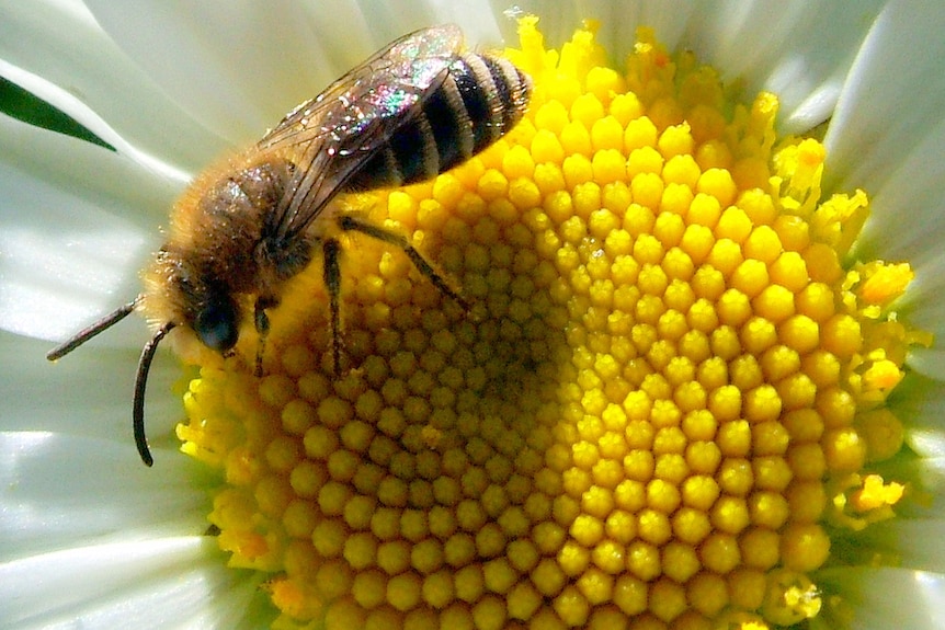 Bee on a white flower.