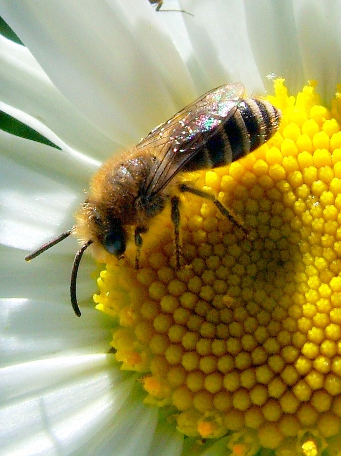 Bee on a white flower.