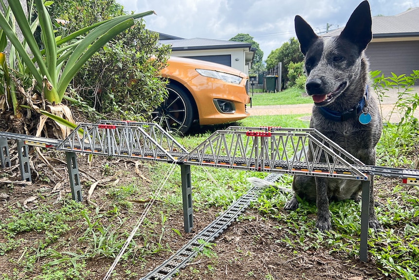 Blue Healer cattle dog sitting next to Lego rail track and bridge.