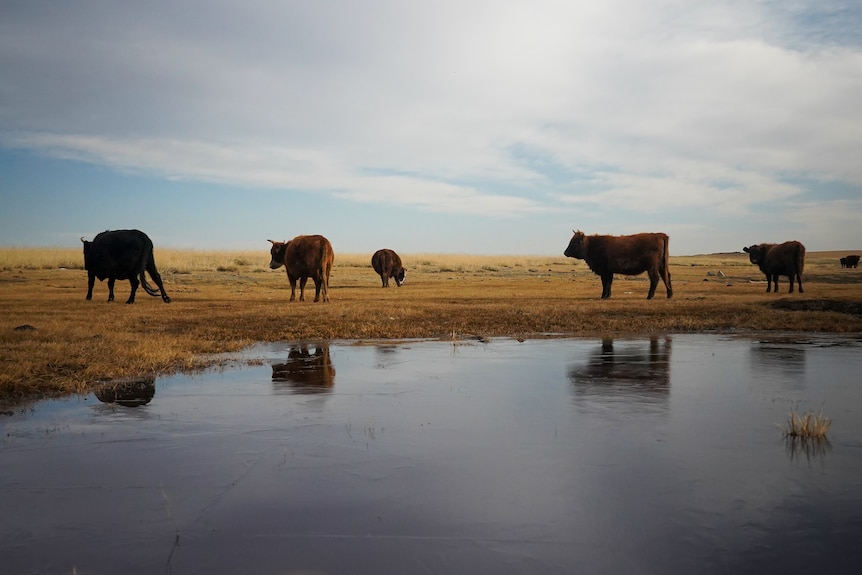 Several cows graze near a pool of water in a barren landscape.