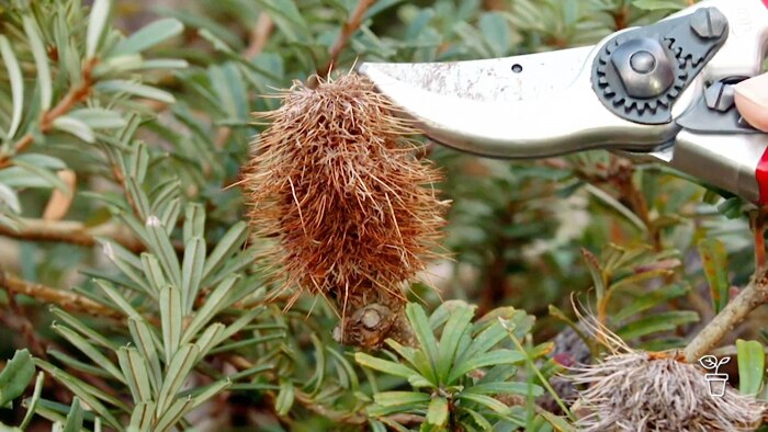 Gardening talkback: Summer pruning advice