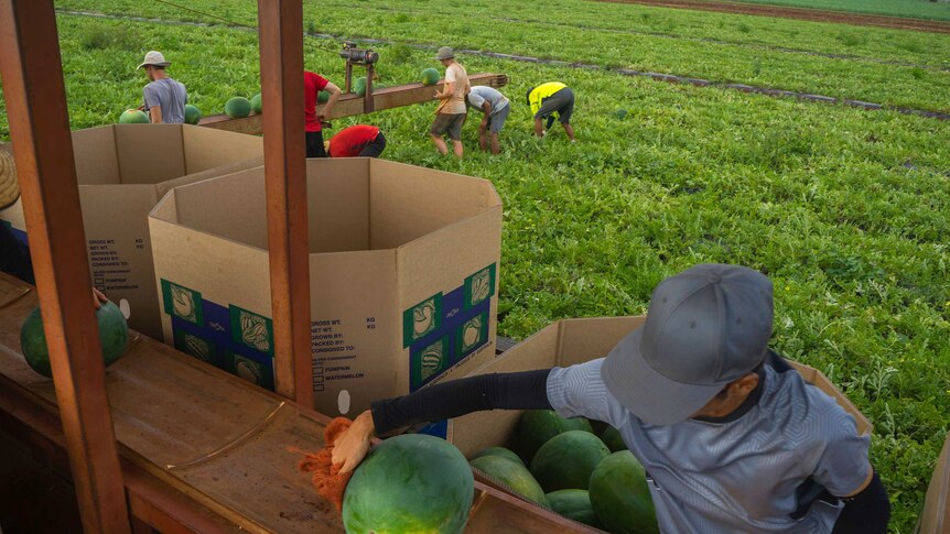 A worker in the foreground moves a watermelon along a conveyer belt while other pickers work in the background.