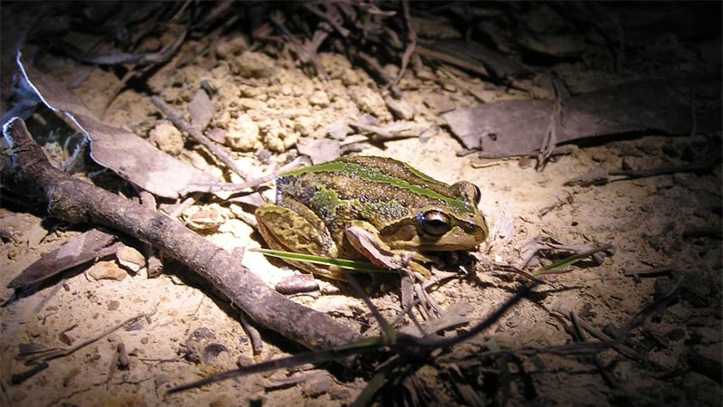 The whistling tree frog starts calling in winter in Canberra.