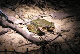 The whistling tree frog starts calling in winter in Canberra.