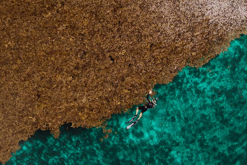 Aerial view of a diver in black wetsuit and flippers swimming along large bed of brown algae floating on top of turquoise blue o