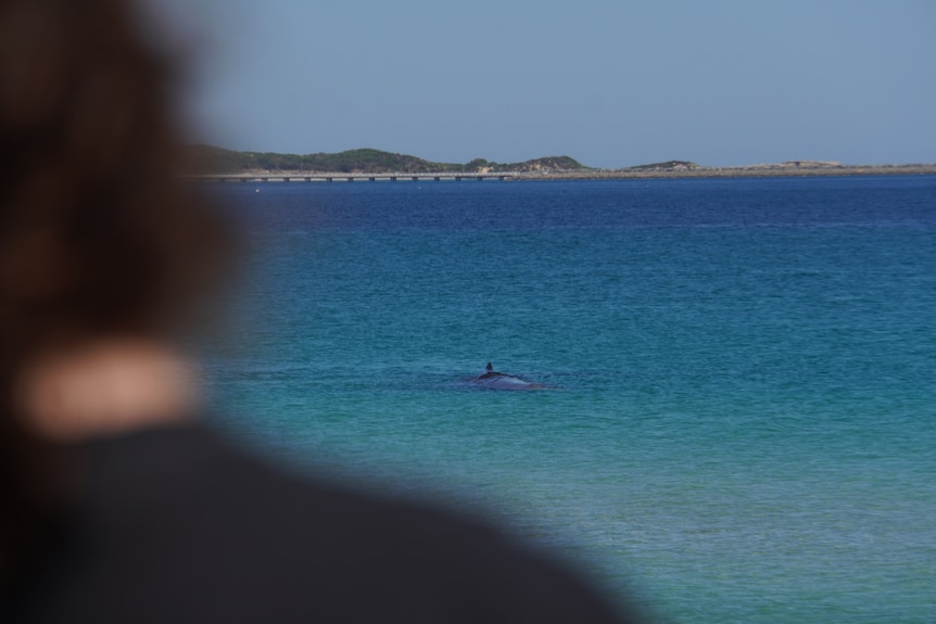 A whale close to shore