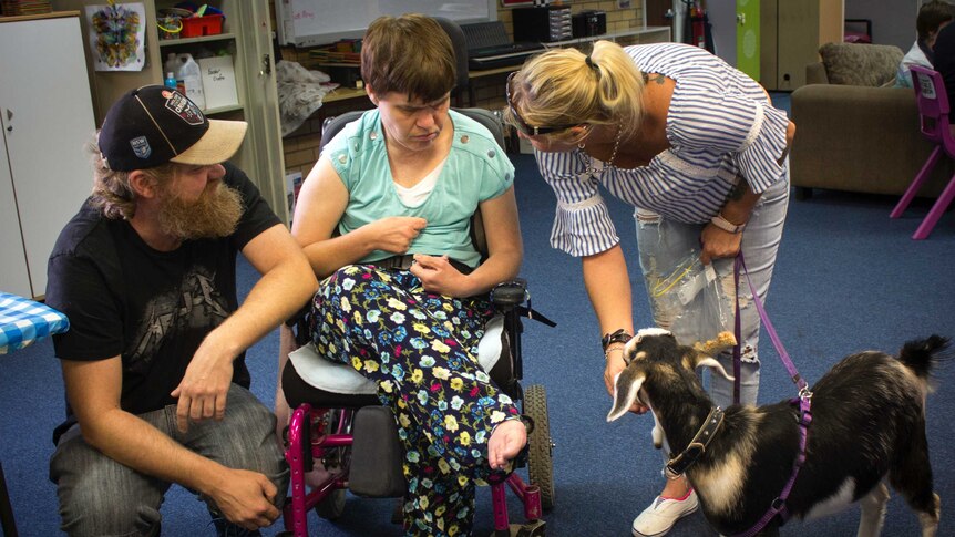 A goat on a lead is being being introduced by his handler to a young lady in a wheelchair