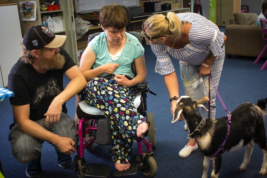 A goat on a lead is being being introduced by his handler to a young lady in a wheelchair